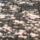 코모레비 이미지