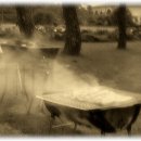 왕꼼장어 이미지