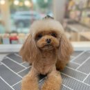 까까몽 애견미용실 이미지