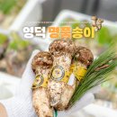 2024 영덕송이축제 실시간 🍄 벌영리 메타세콰이어길 등 영덕 여행 당일치기 코스!