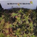 풀체라