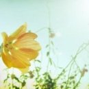 흔들리며 피는 꽃 이미지