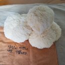 김창기머쉬룸팜 이미지