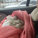 포포즈 반려동물장례식장 화성점 이미지