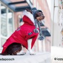 댕댕이# 이미지