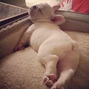 굿모닝코리아 이미지