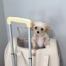 올치 | 강아지 이동가방 비교 | 올치 슬링백 vs 아워사이드 캐리어