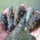 웰빙수산물 이미지