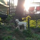 절세미견 이미지