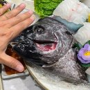 하이덱스(주) | 선라이즈 제주 2등실 침대 + 제주도 캠핑카 여행 + 성산포 고흥 녹동항 모터홈 벨라620 선적 후기 ~!