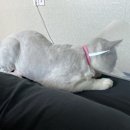 금왕동물병원 이미지