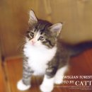 톰앤캣 광명고양이분양 이미지