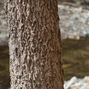 상수리나무 나무껍질(수피) 이미지