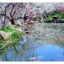 (제60회)꽃축제, 광양매화축제*쫓비산 산행 이미지