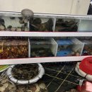 어도참치 이미지