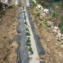 아로니아민박 이미지