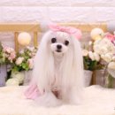 위드퍼피 애견미용실 이미지