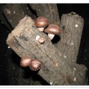 삼박골농장 이미지