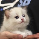 고양이샵 이미지