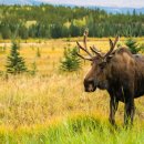 오로라 플러스 이미지