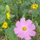 한탄강강변매운탕 이미지