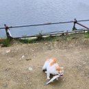 호암지낚시터 이미지