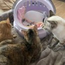 뽀시래기 이미지