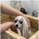 뽀그리독 이미지
