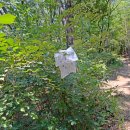 산상의 화원에는 에어컨 바람이! - 영월 김삿갓 계곡길, 영월 상동읍 상동 이끼계곡, 정선군 만항재 야생화축제~ 이미지