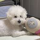 마이리틀프렌드 - 남구 삼산로94번길 19-24 | 100% 강아지 셀프미용✂️🐩, 마이 리틀 프렌드 솔직후기
