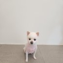 초롱애견 이미지