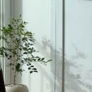기산초등학교 - 함평군 | [초보 식집사 입문] 식물 초보의 물구나무 식물가게 구매후기 🌿