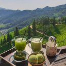 보성야생화 | &lt;익산/전주/군산 한달살기&gt;보성녹차밭 – 초록의 바다 위를 걷는 시간( 보면 가고싶어짐 주의)