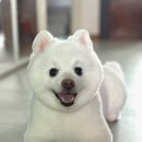 민's 펫살롱 네이버블로그