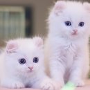 수원고양이분양 고사남 본점 이미지