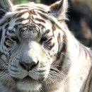 (신)소양특수여객 | 조선의 하얀 호랑이, 실록에 기록된 백호 출현과 왕권을 흔든 해석 논쟁