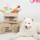 펫프렌즈 비즈워치