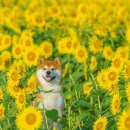 핵심국어학원