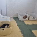 (주)아로펫 이미지