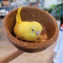 앵무새카페 이미지