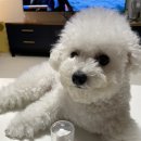 베오레 | 비숑 강아지발사탕 습진ㅣ베오레오 워터리스 클렌저&amp;풋케어크림