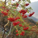 민간약초 생활한방 | 마가목 효능 열매 먹는 방법 부작용 정리