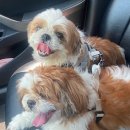 멍데렐라 이미지