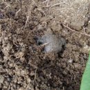 맹꽁이농장 이미지