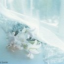 사모님 비빔밥 이미지