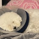 동물에반하다동물병원 이미지