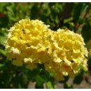 YELLOW HILL 이미지