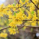 두류공원로 이미지