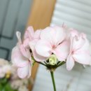 로즈화이트 이미지