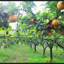 성환배영농조합법인 이미지